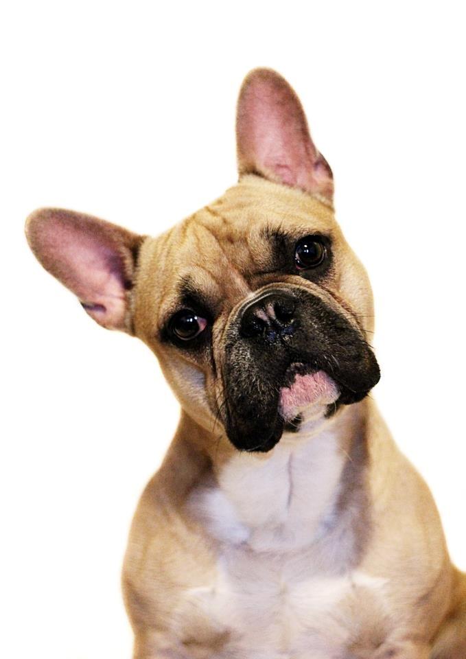 Fransk bulldog Mojo billede 2