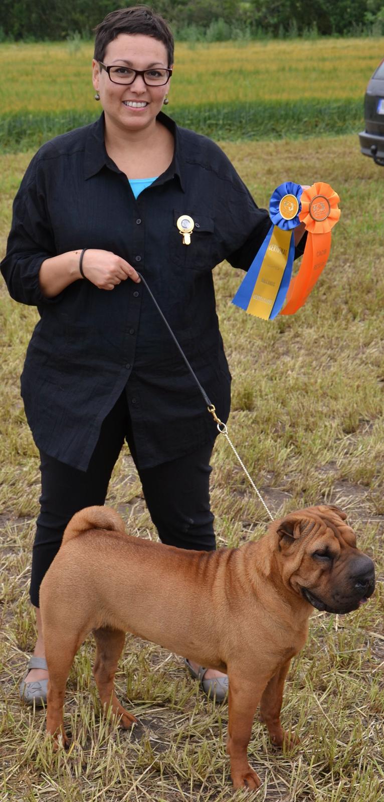 Shar pei MultiCH. Bonnie Gold-Panonnia-des-Chandgueré. (She billede 7