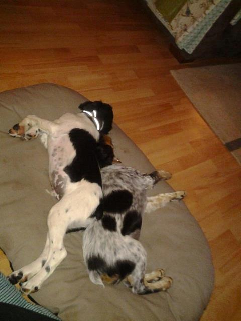 Breton Tessa - Tessa og hendes bror Timmo. billede 12