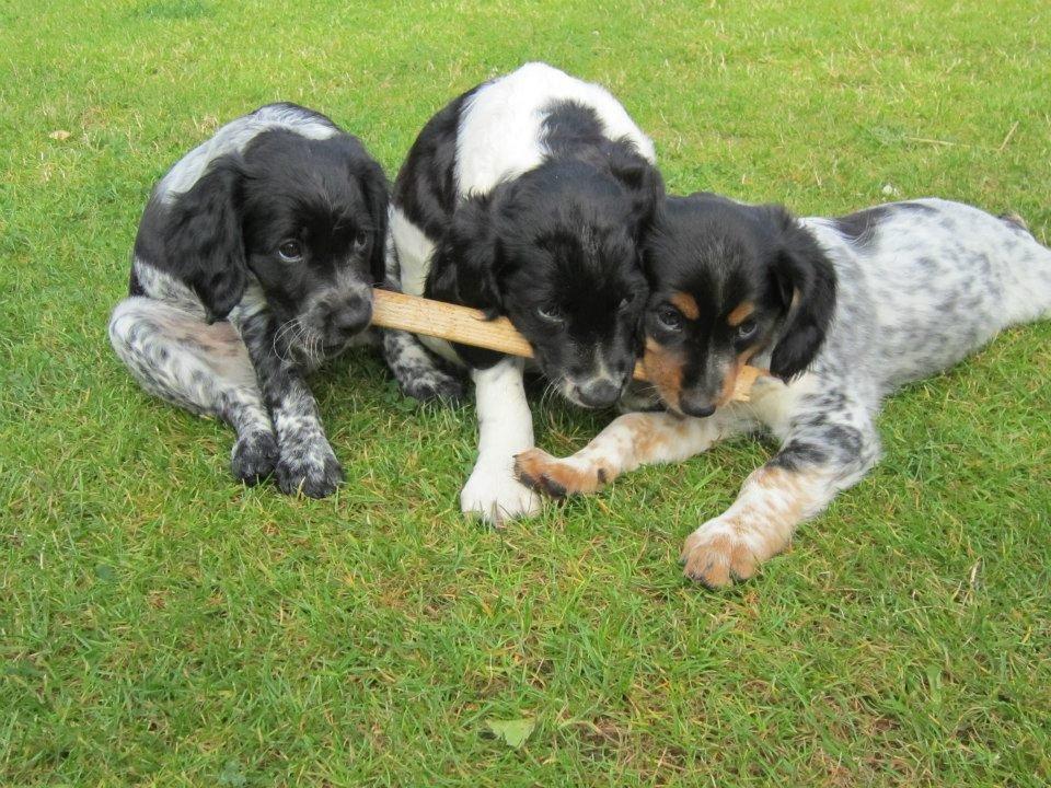 Breton Tessa - Tessa med hendes bror Timmo og søster Tenna. billede 13