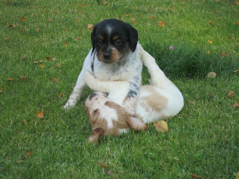 Breton Tessa - Tessa og hendes bror Taco. billede 14