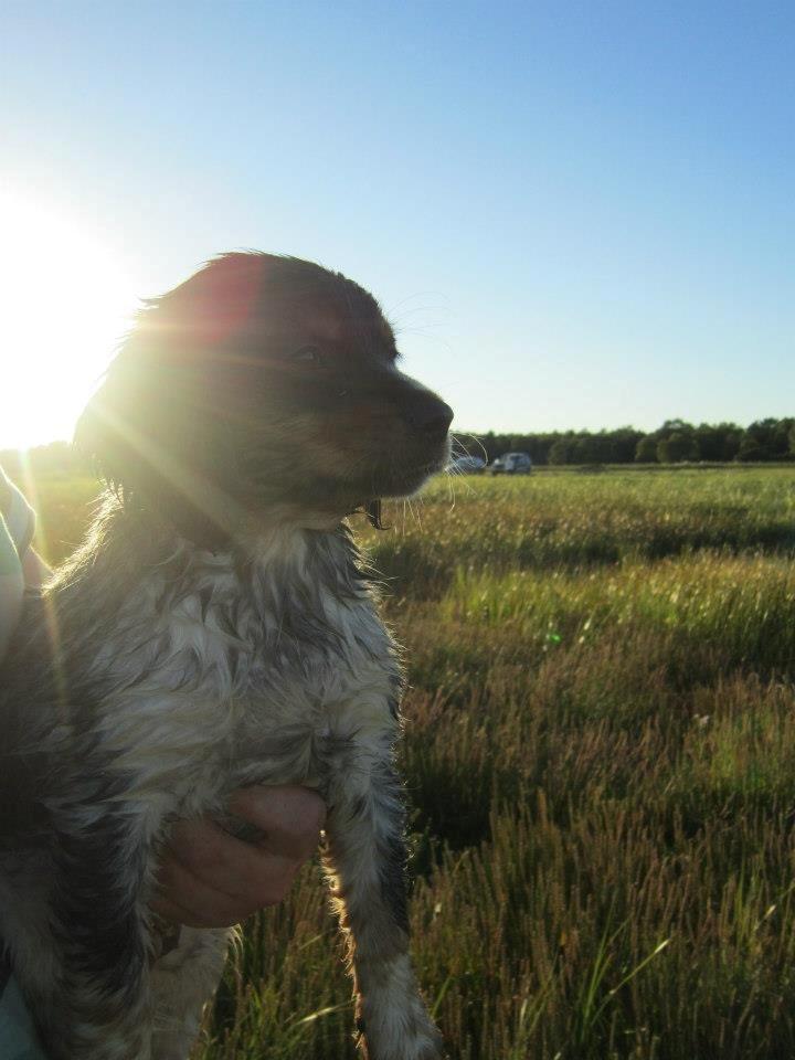 Breton Tessa billede 15