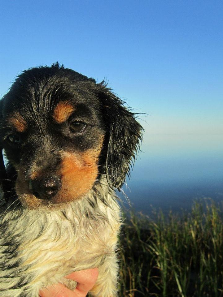 Breton Tessa billede 16