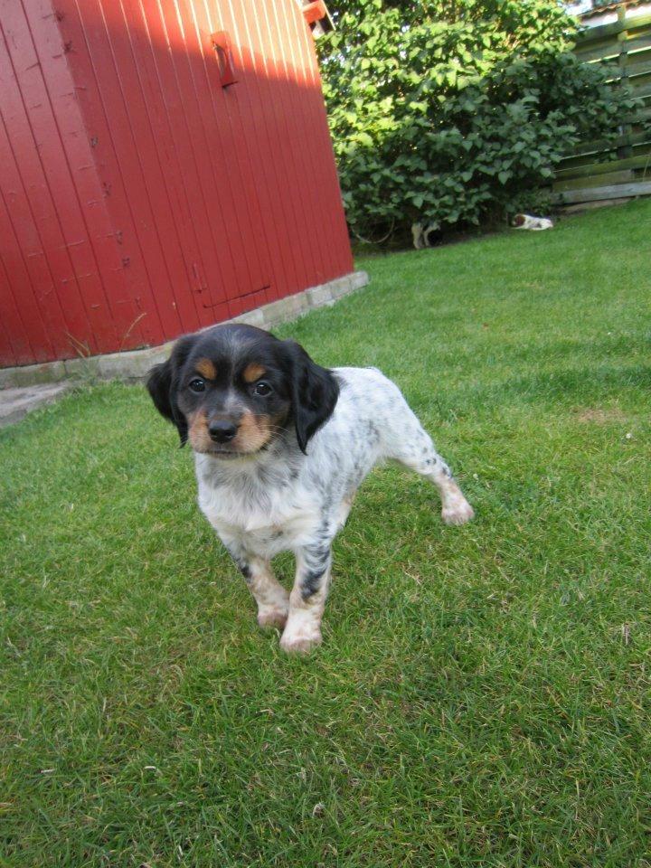 Breton Tessa billede 17