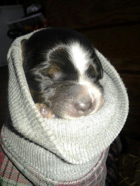 Breton Tessa - Tessa 2 dage gammel. billede 18