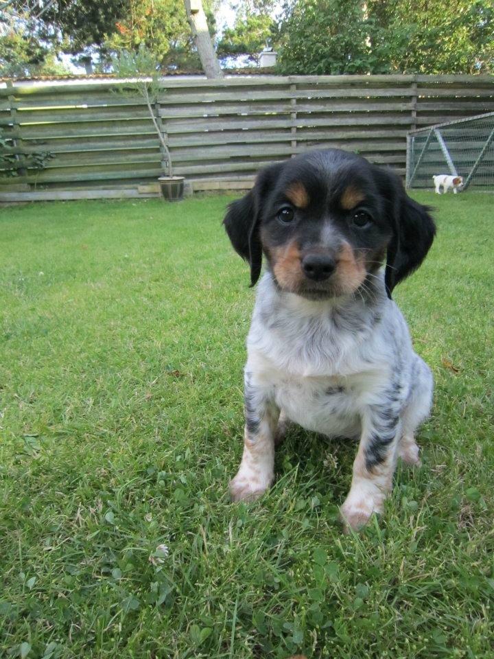 Breton Tessa billede 19