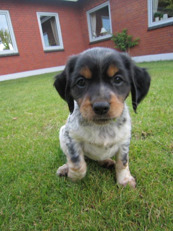 Breton Tessa - Tessa billede 20