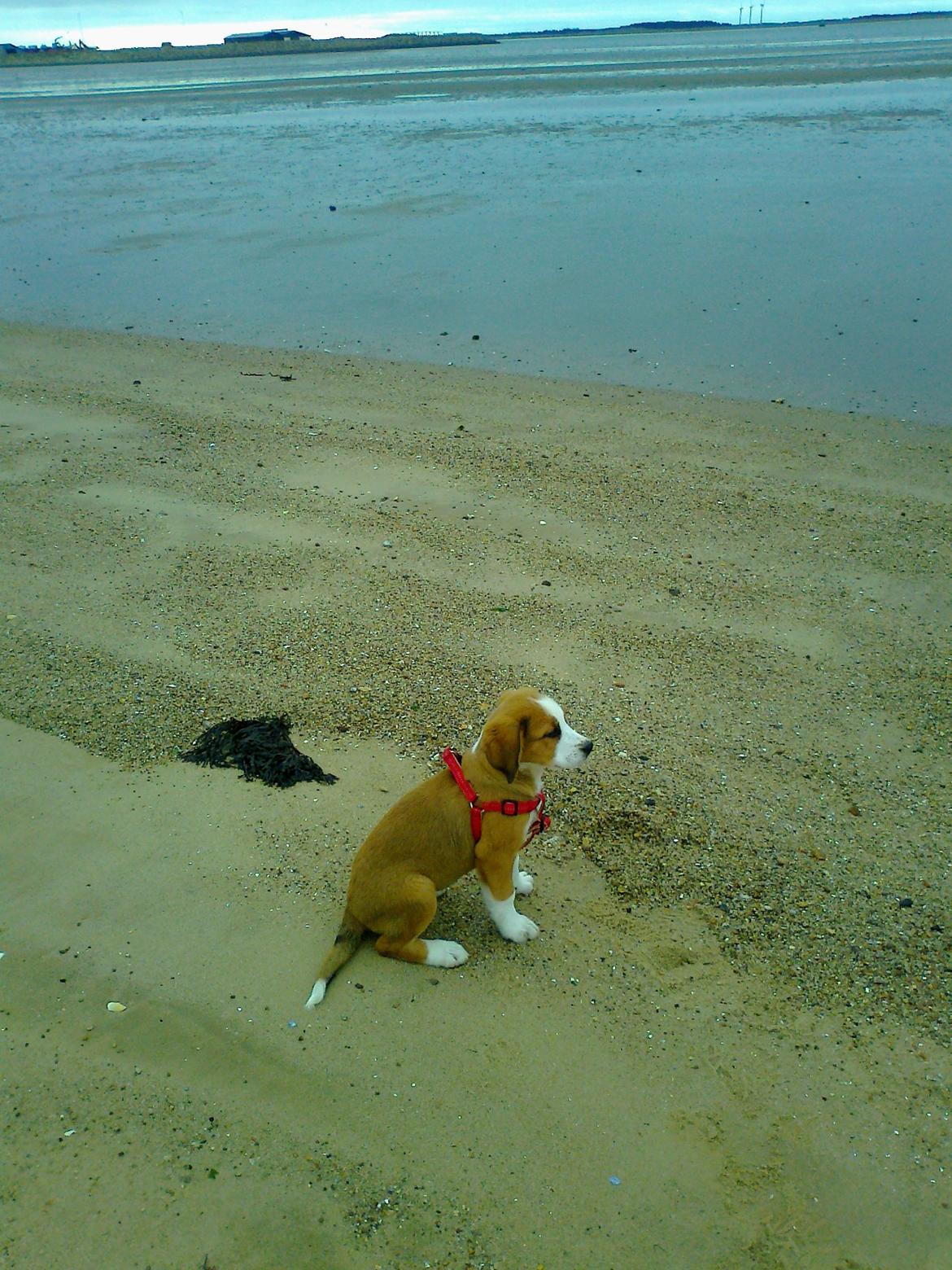 Blanding af racer Xena - Med på stranden for første gang billede 14
