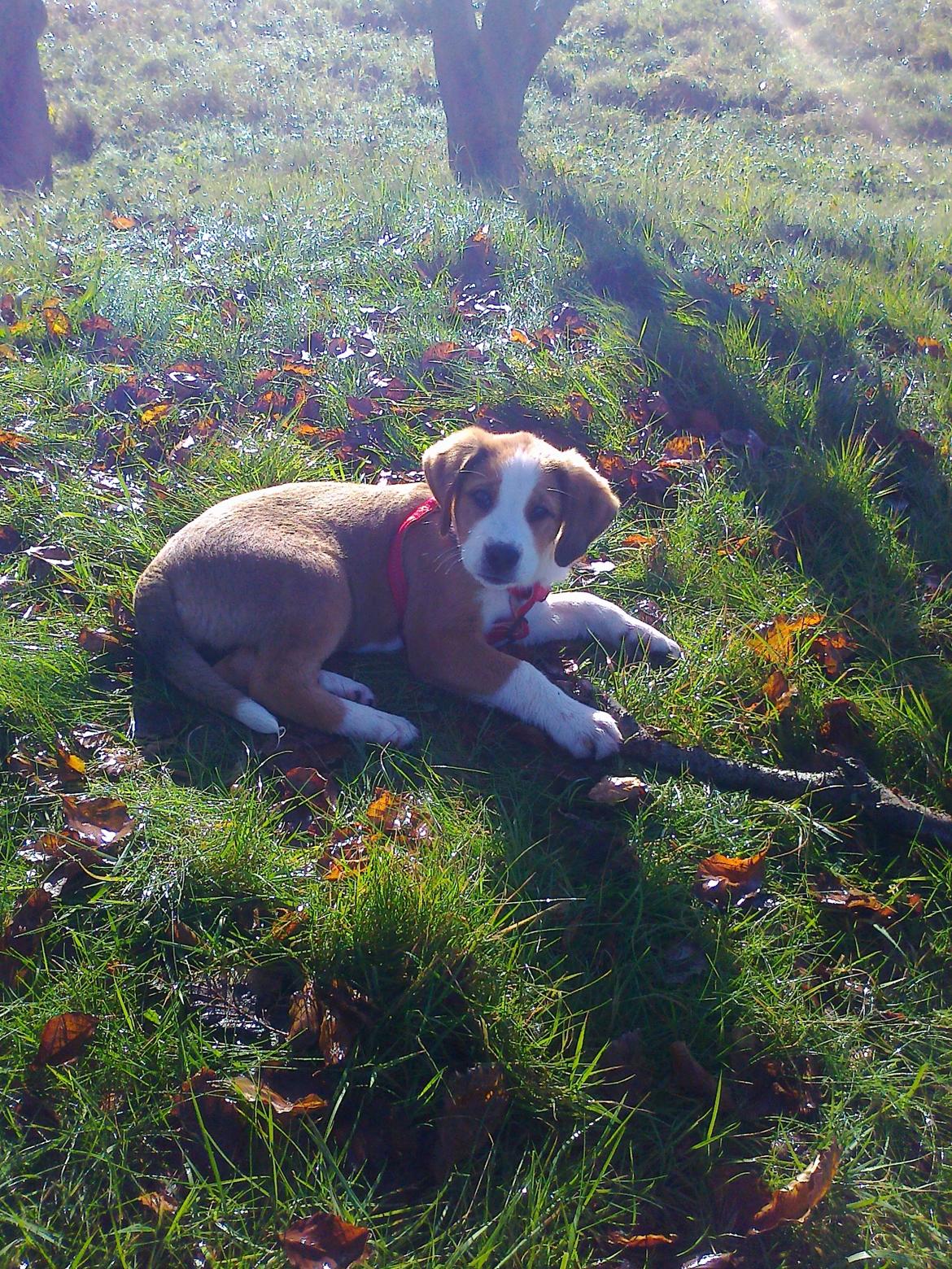 Blanding af racer Xena billede 15