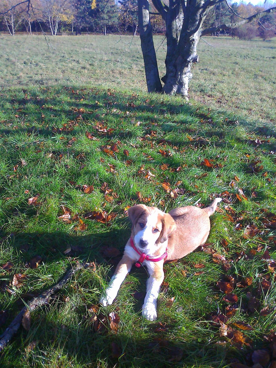 Blanding af racer Xena billede 16