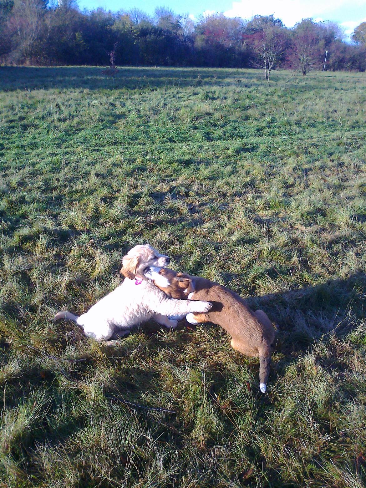 Blanding af racer Xena - Xena og Sasja leger billede 17