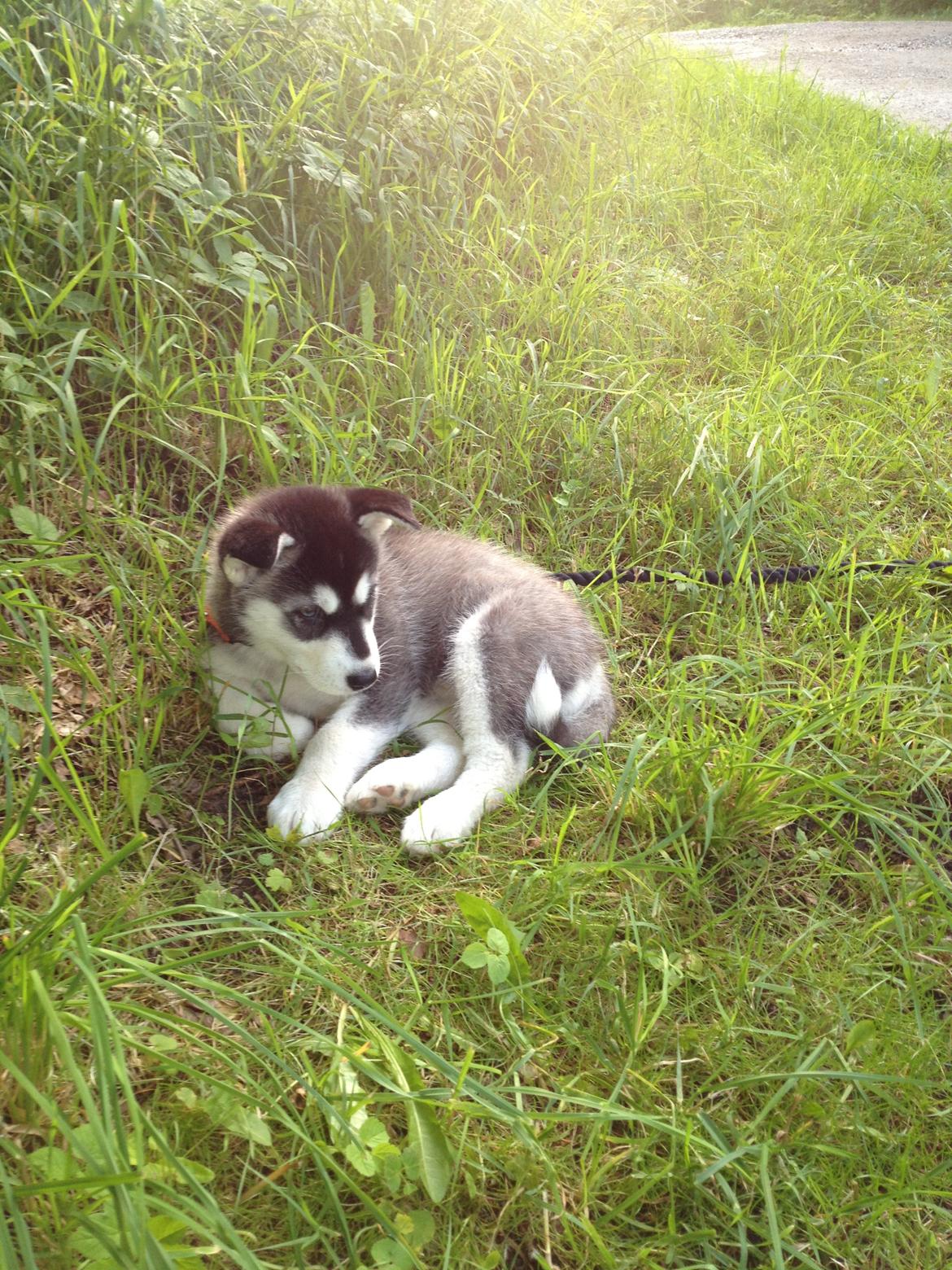 Alaskan malamute Akeela - Det var den dag vores tøs blev genforenet med os efter 2 kvinder fandt hende efter 5 dage i brabrand.. <3  billede 1