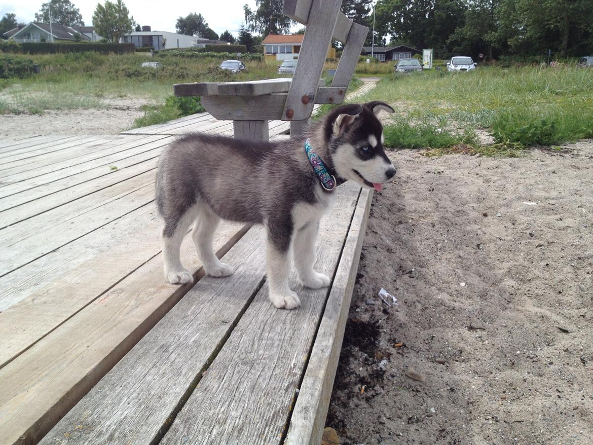 Alaskan malamute Akeela - Første tur på stranden, lidt skeptisk men fandt ud af hun elsker at grave huller i sandet! <3 billede 3