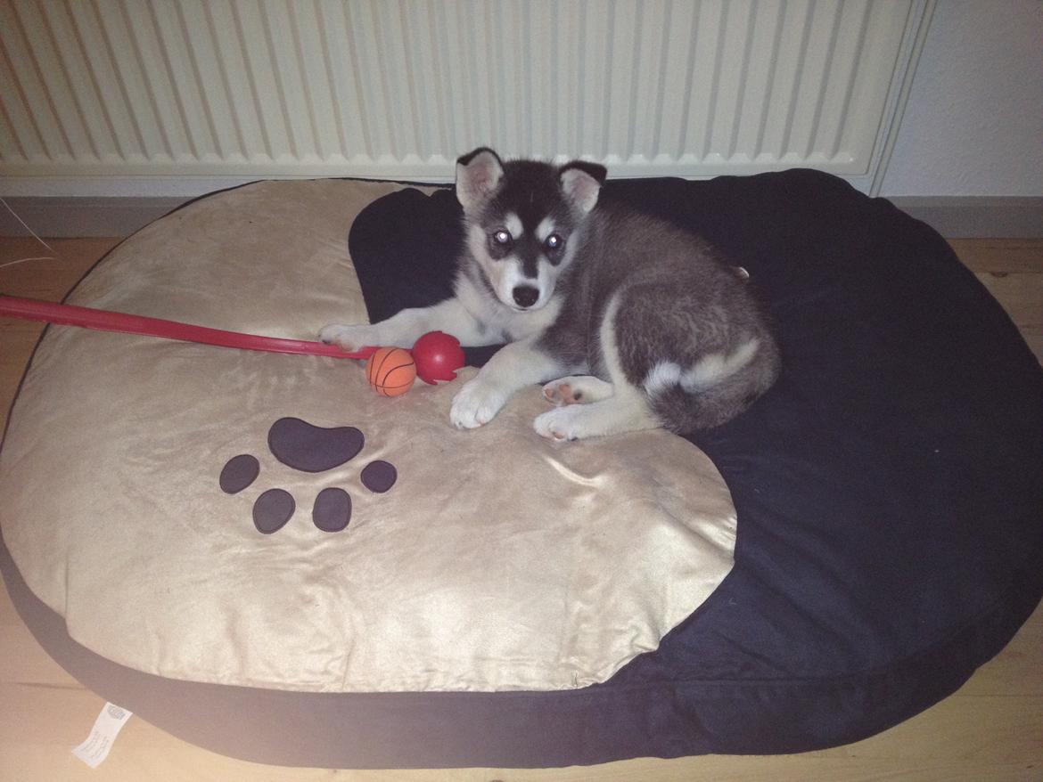 Alaskan malamute Akeela - Akeela's seng, den er i hvert fald stor nok ;-) billede 4