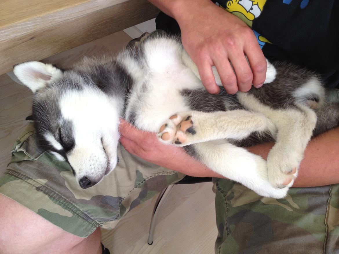 Alaskan malamute Akeela - Da hun var mindre elskede hun at blive lagt på ryggen og blive nusset! billede 5