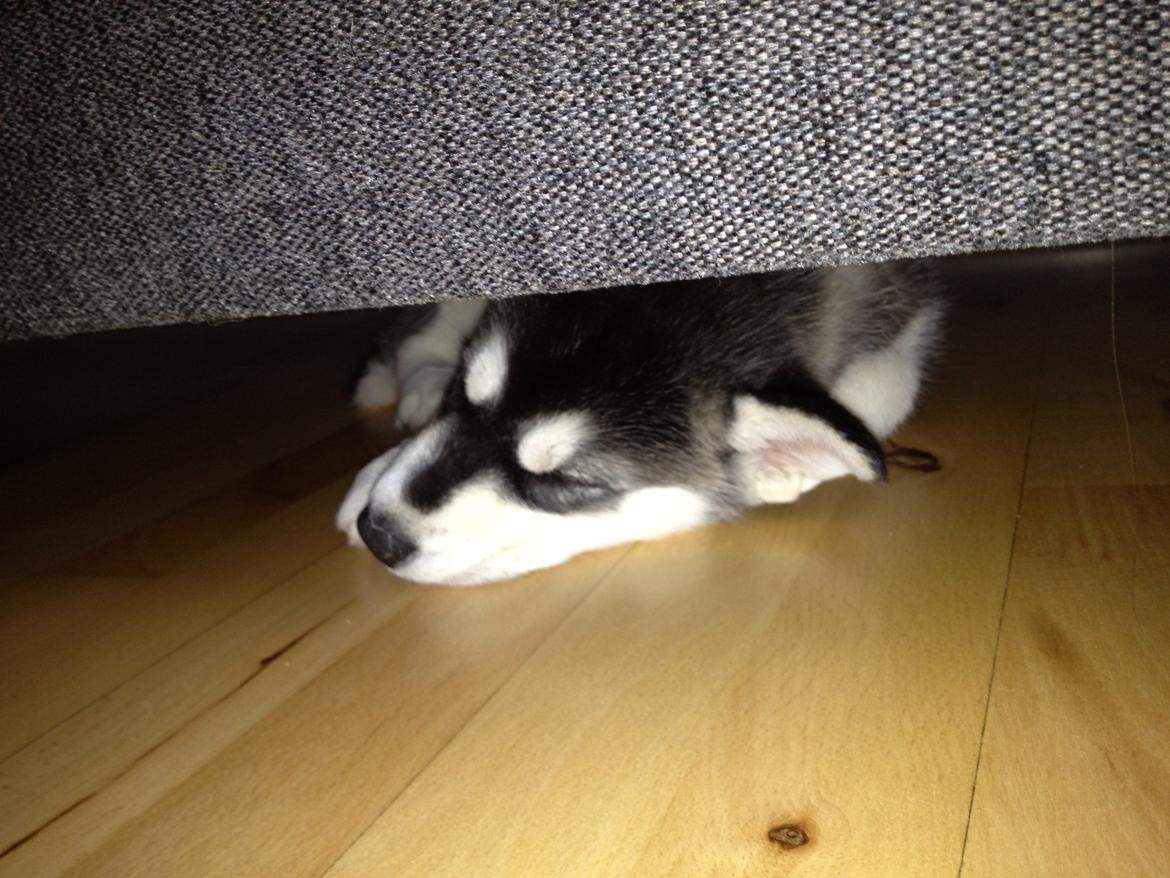 Alaskan malamute Akeela - De første par dage efter hun kom hjem til sit rigtig hjem, tilbragte hun mange timer under sofaen billede 6