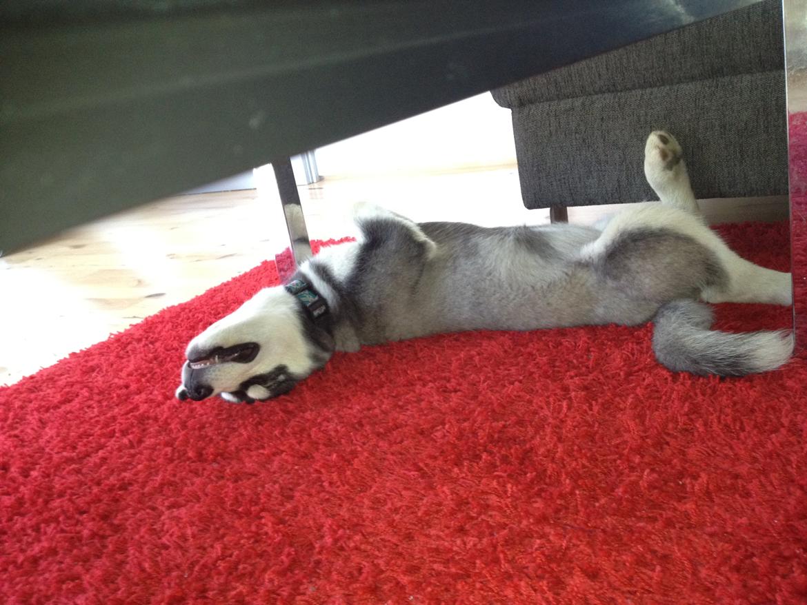 Alaskan malamute Akeela - mmmmh afslapning! billede 8