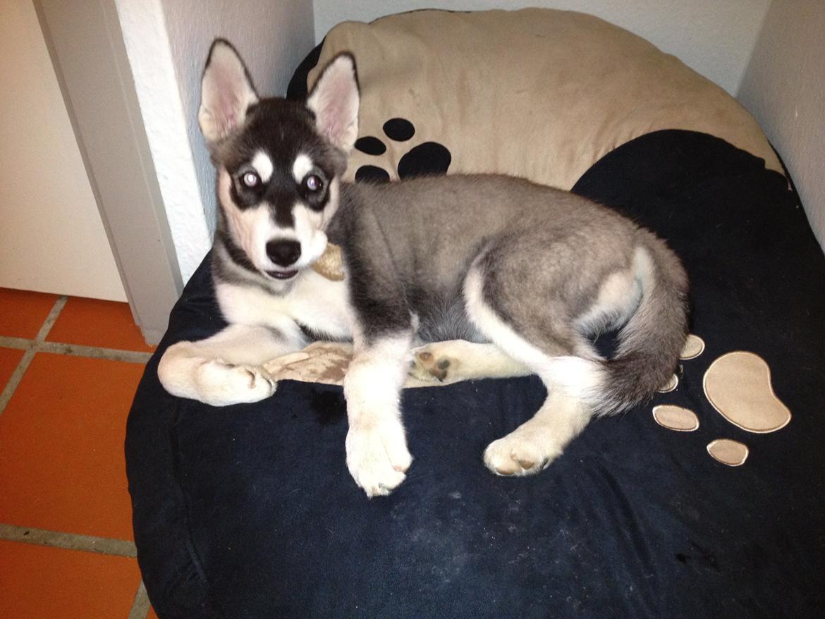 Alaskan malamute Akeela billede 9