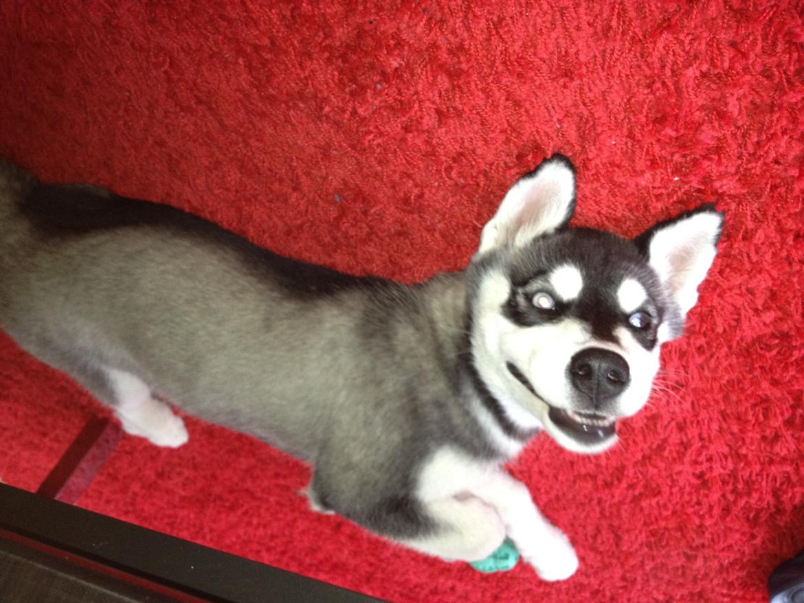 Alaskan malamute Akeela - jeg er skør, leg med mig! billede 10