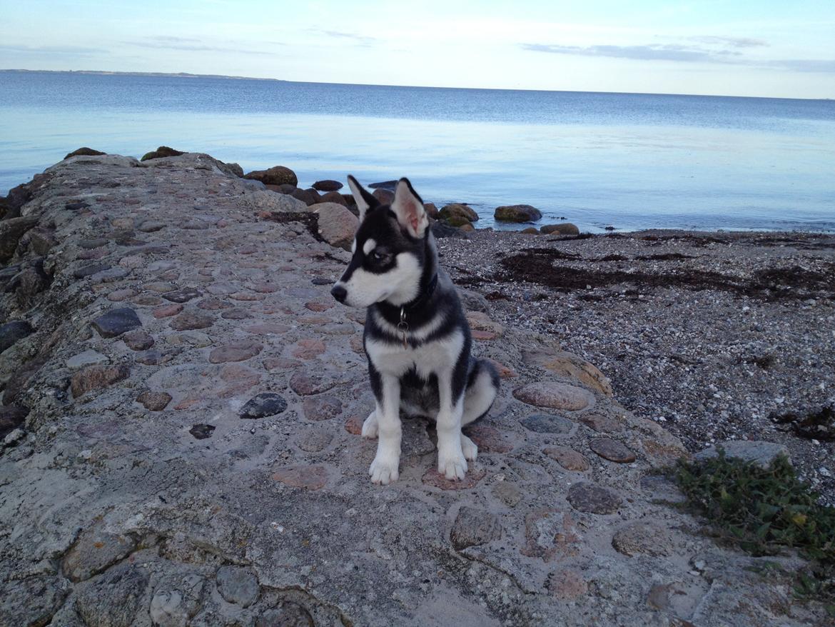 Alaskan malamute Akeela - Smuksak <3 billede 11