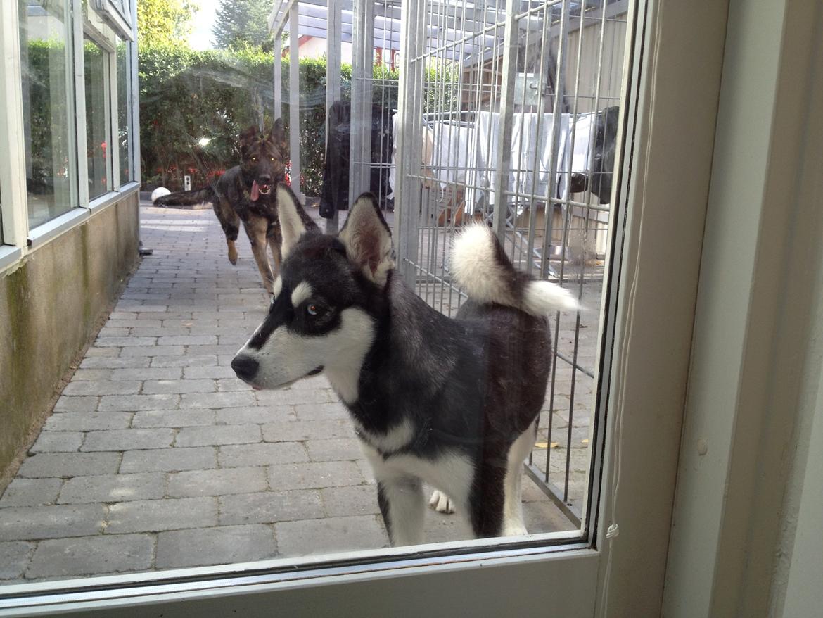 Alaskan malamute Akeela - Hjemme ved morfar :) billede 12