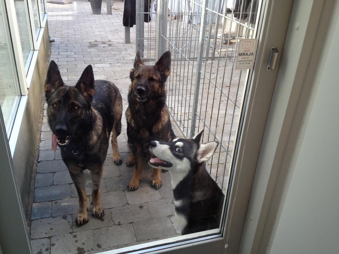 Alaskan malamute Akeela - Akeela's bedste ven GOA, en voksen schæfer tæve :) fra min far kennel <3 billede 13