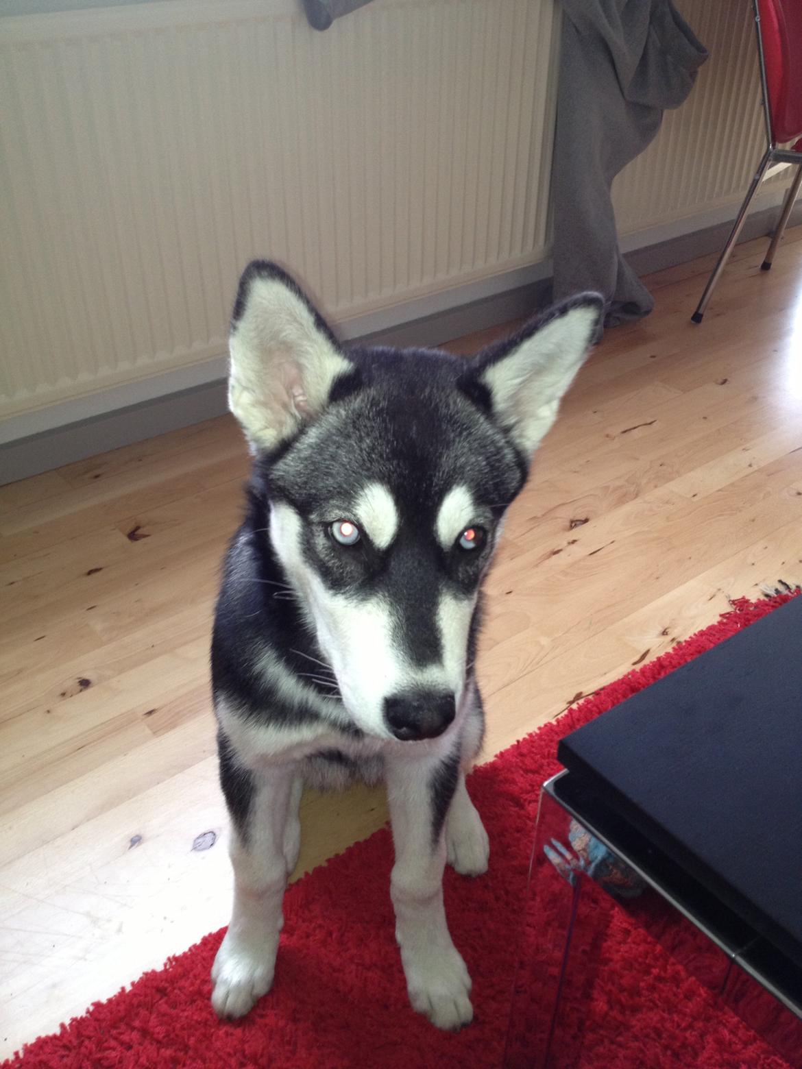 Alaskan malamute Akeela - love you <3 billede 14