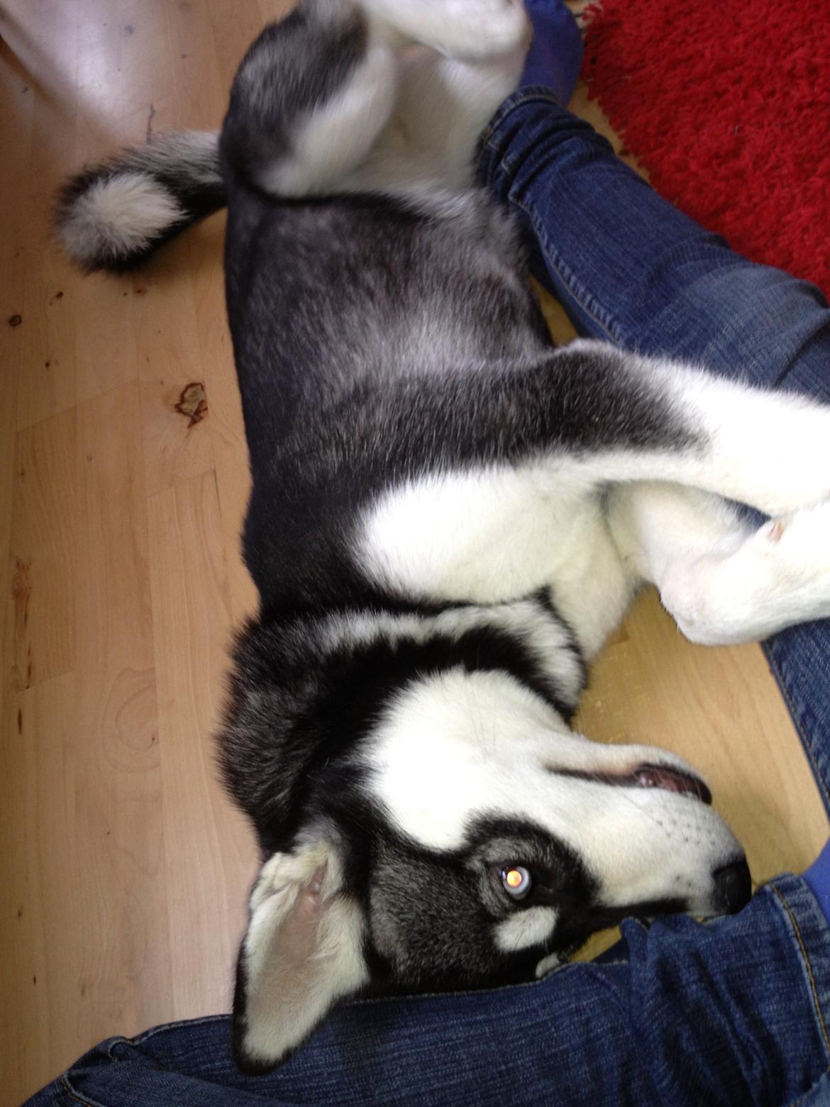 Alaskan malamute Akeela - En blanding mellem leg og hygge <3 billede 15