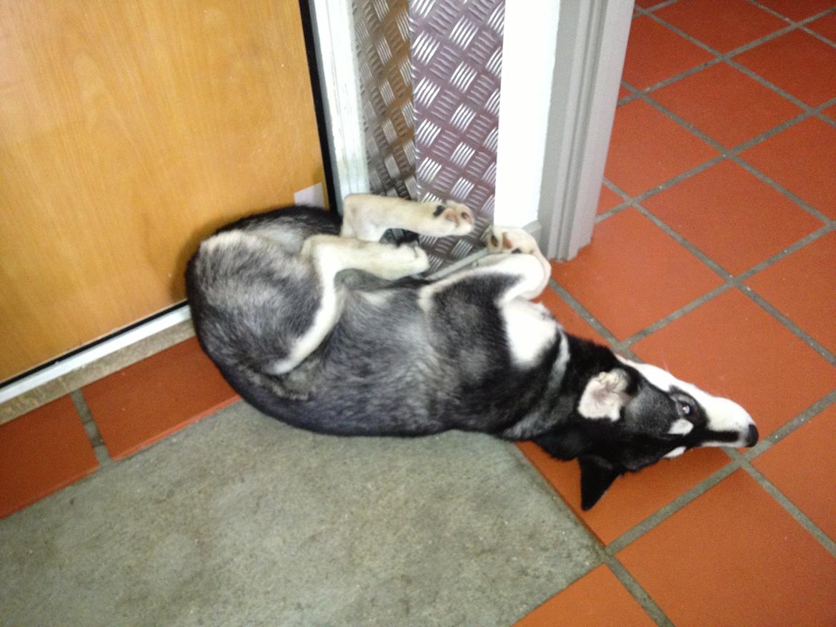 Alaskan malamute Akeela - Akeela ligner meget sin (hunde) far på dette billede, hun ligner storm utrolig meget! billede 16