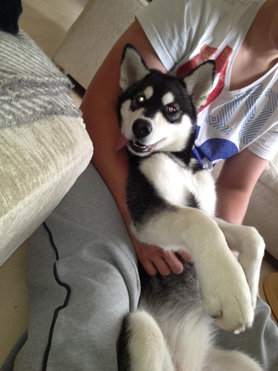 Alaskan malamute Akeela - Nusning, ja tak!  billede 2