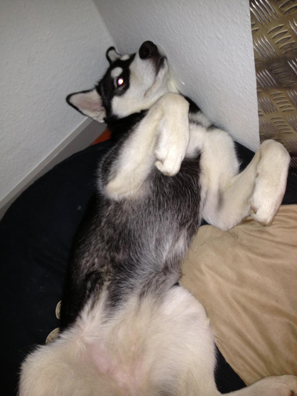 Alaskan malamute Akeela - Klø mig på maven, tak! billede 17