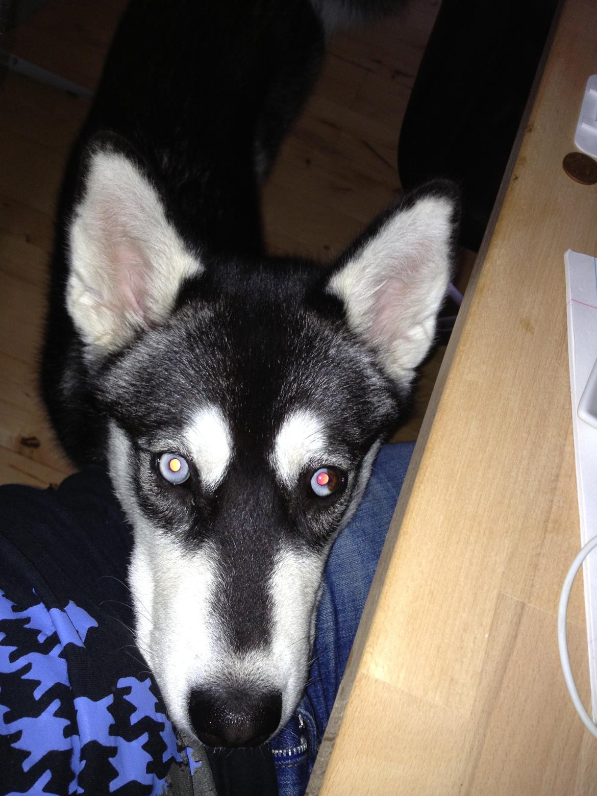 Alaskan malamute Akeela - Tigge mås <3 billede 18