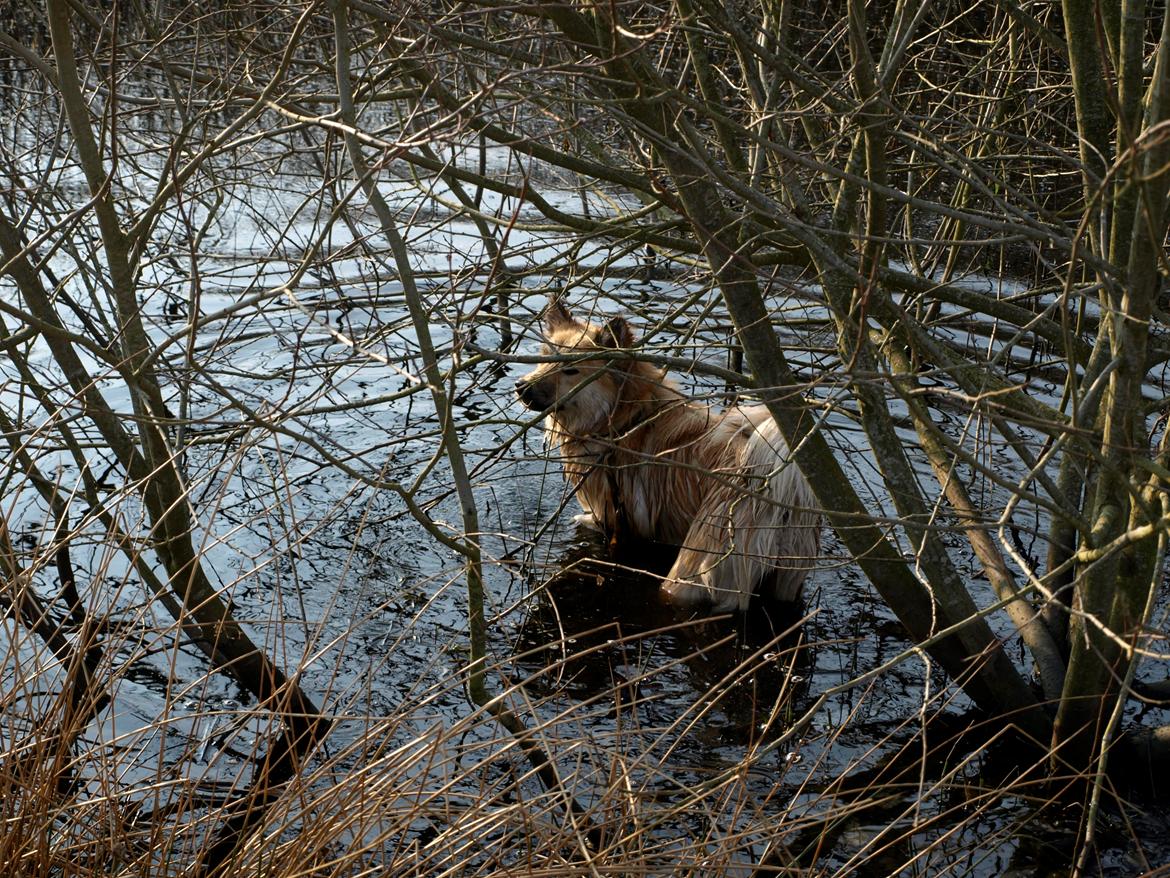 Islandsk fårehund Freja - En vandhund billede 19