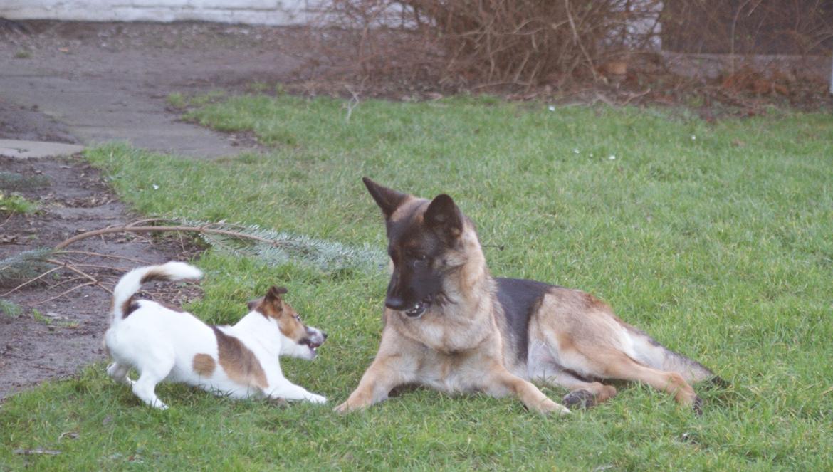 Jack russell terrier Obelix billede 19