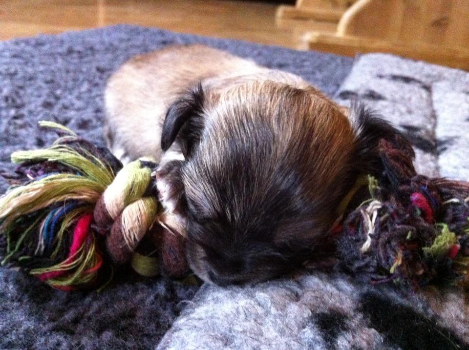 Chihuahua Topper billede 10