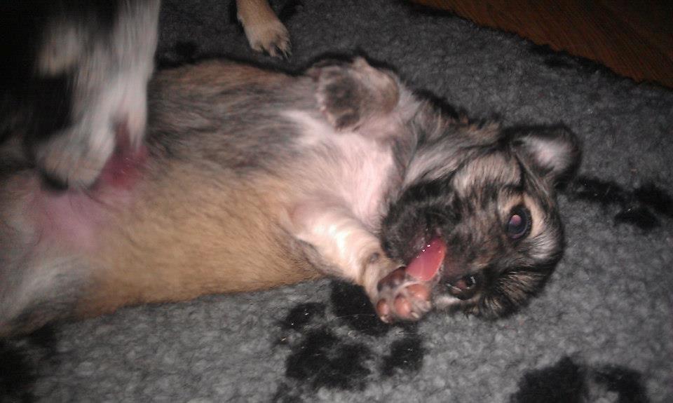 Chihuahua Topper billede 11