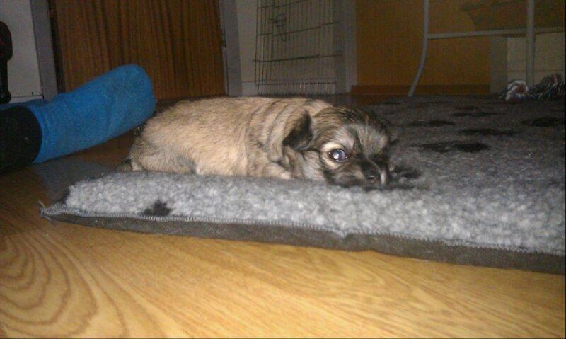 Chihuahua Topper billede 12