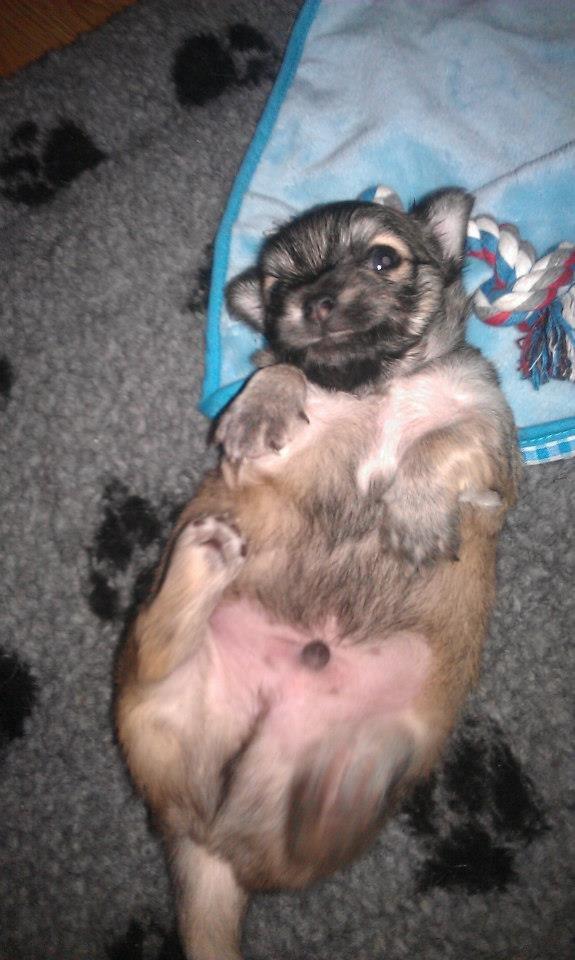 Chihuahua Topper billede 13