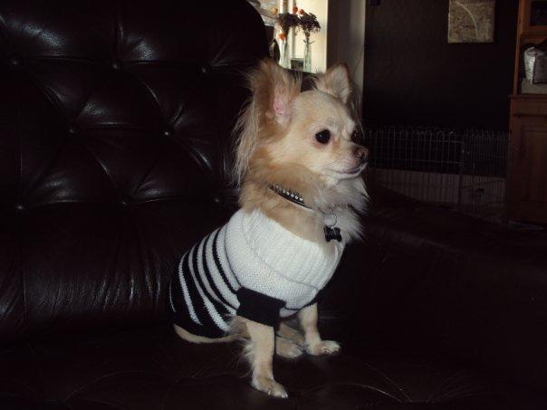 Chihuahua Topper - Farmand Kaiser billede 19