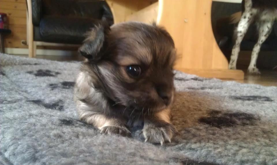 Chihuahua Topper billede 9