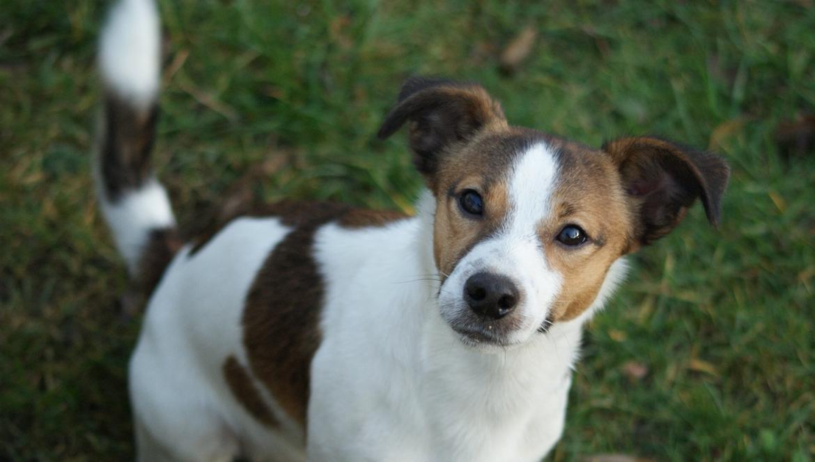 Jack russell terrier Obelix billede 20