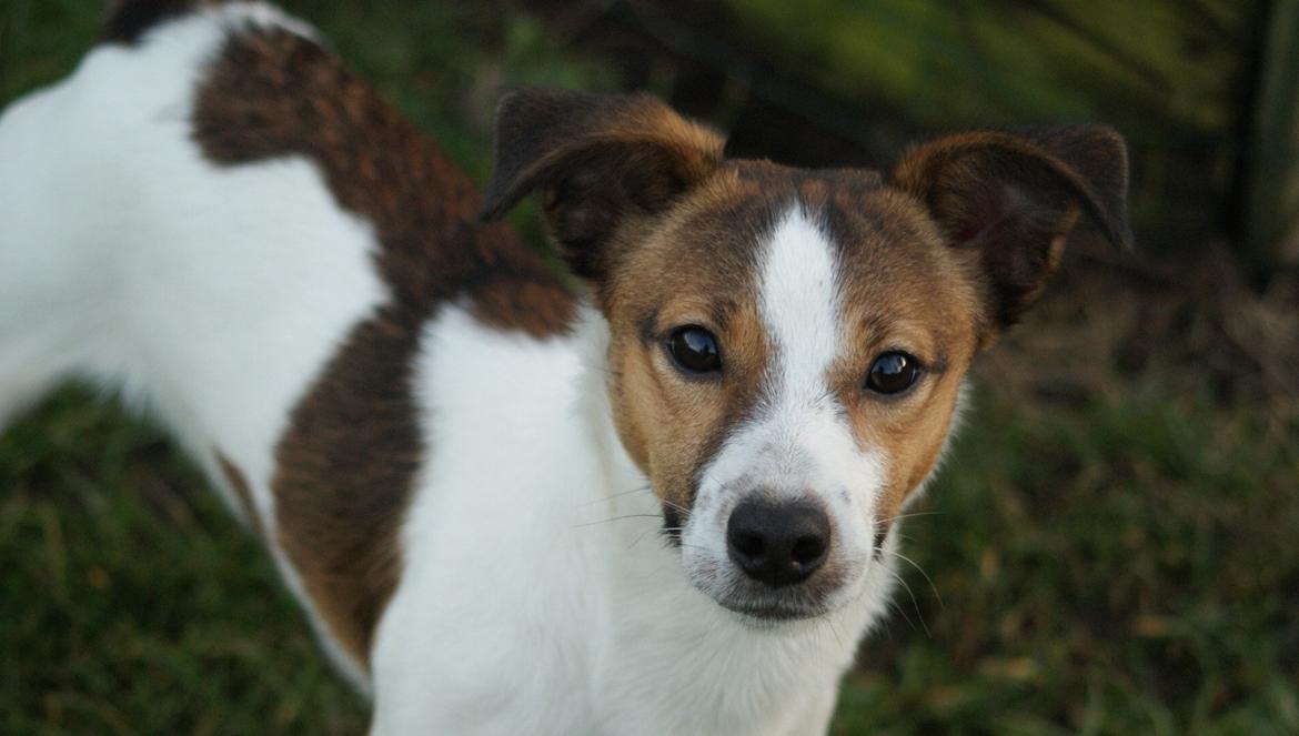 Jack russell terrier Obelix - Smukke, smukke Obelix :-* billede 1