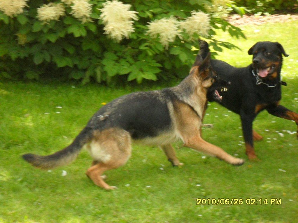 Schæferhund Salby' Angelina - Angie! - Igen (-: billede 16