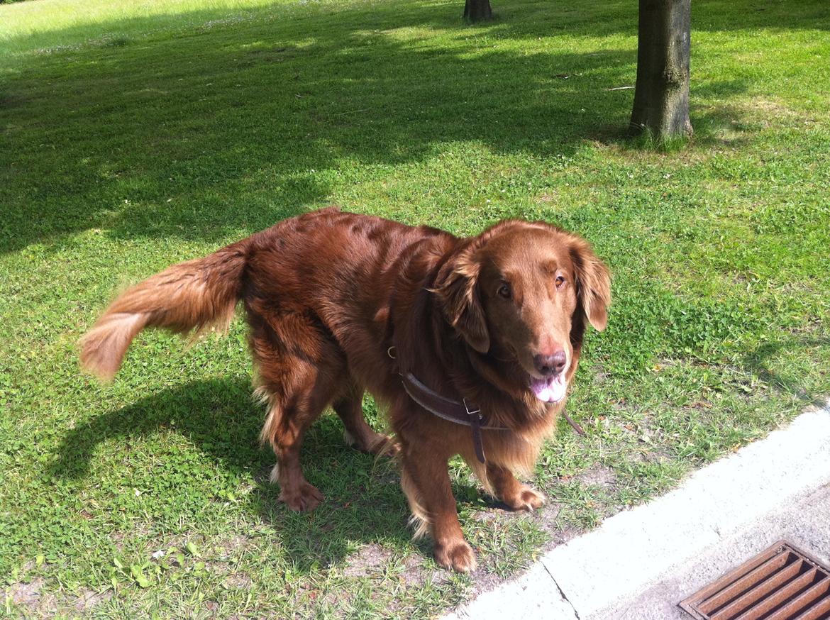 Flat coated retriever zake billede 8