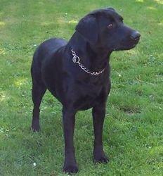 Labrador retriever Nykilde Ashja billede 16