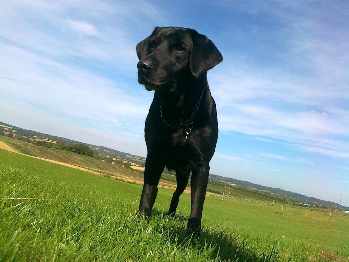 Labrador retriever Nykilde Ashja - Hygge med hundene sommeren 2012 billede 2