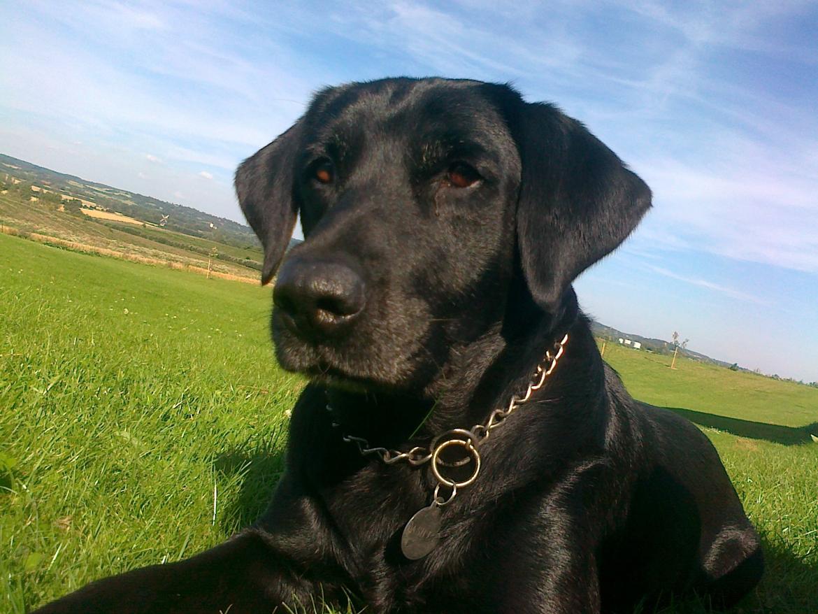 Labrador retriever Nykilde Ashja - Sommer 2012 billede 17