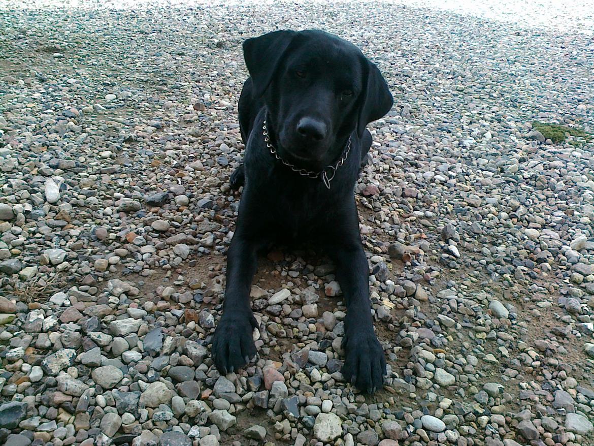 Labrador retriever Nykilde Ashja - Ashja sommer 2011 billede 18