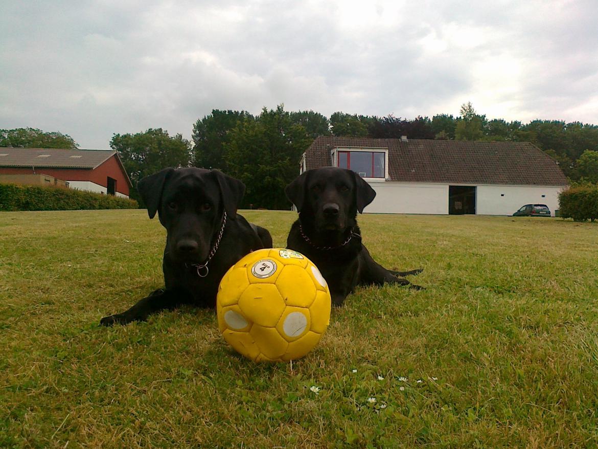 Labrador retriever Nykilde Ashja - Dolly og Ashja sommer 2012. Ashja til højre :) billede 19