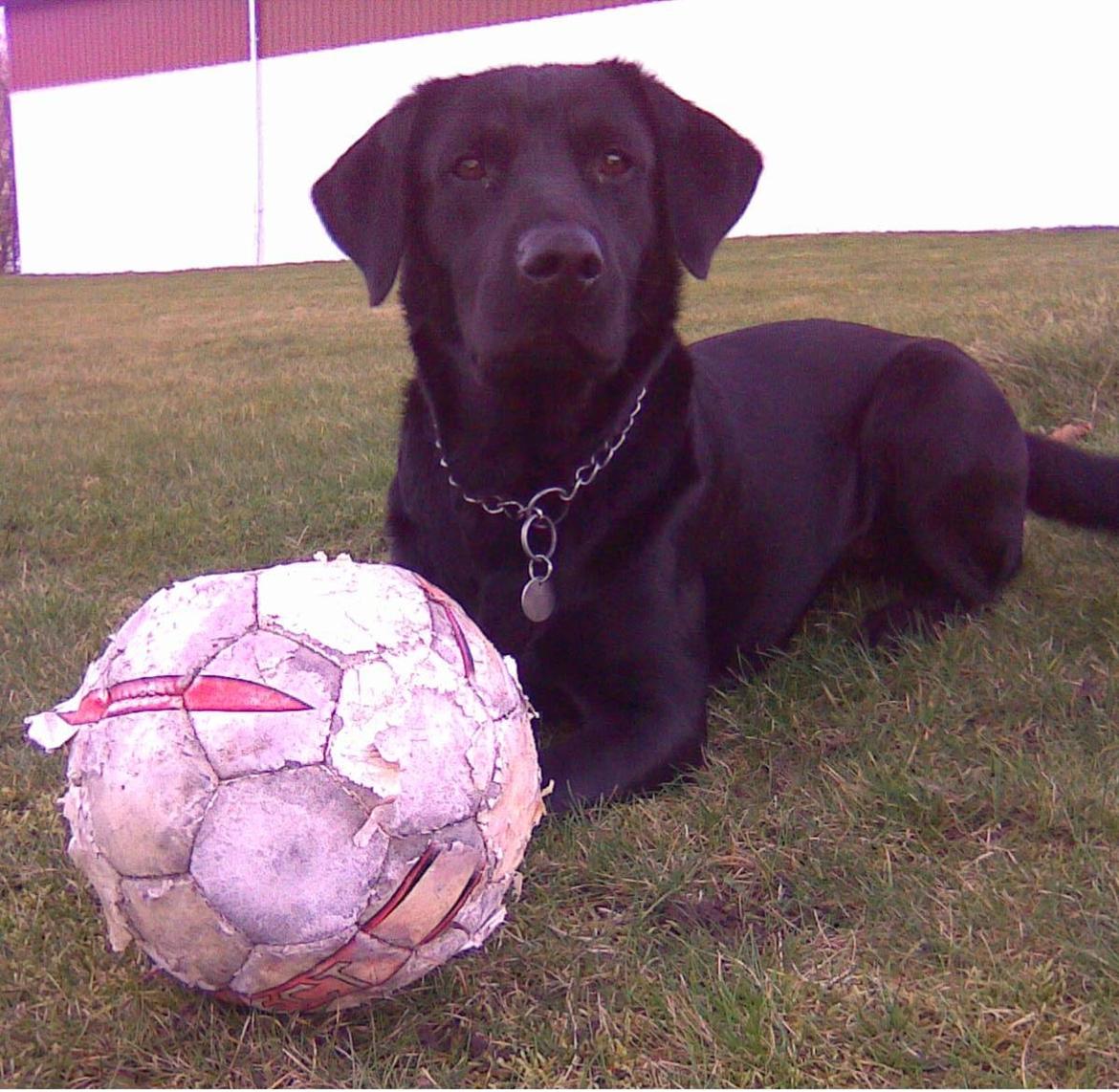 Labrador retriever Nykilde Ashja - Ashja, marts 2008 billede 11
